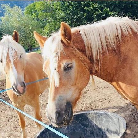 Relax Home,Nel Cuore Della Valle D'Aosta Montjovet Zewnętrze zdjęcie